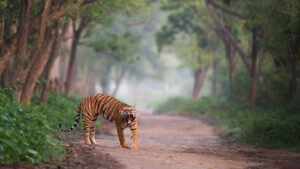 Tiger Safari India