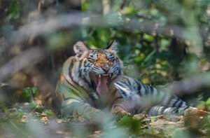 Bandhavgarh Tiger Safari