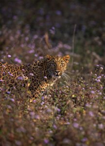 big cat safari India