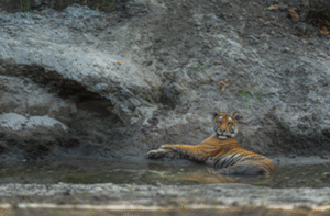 Golden Triangle Tiger Safari