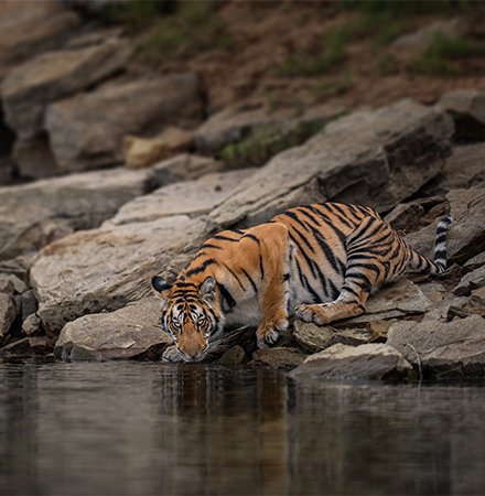 About Ethical Wildlife