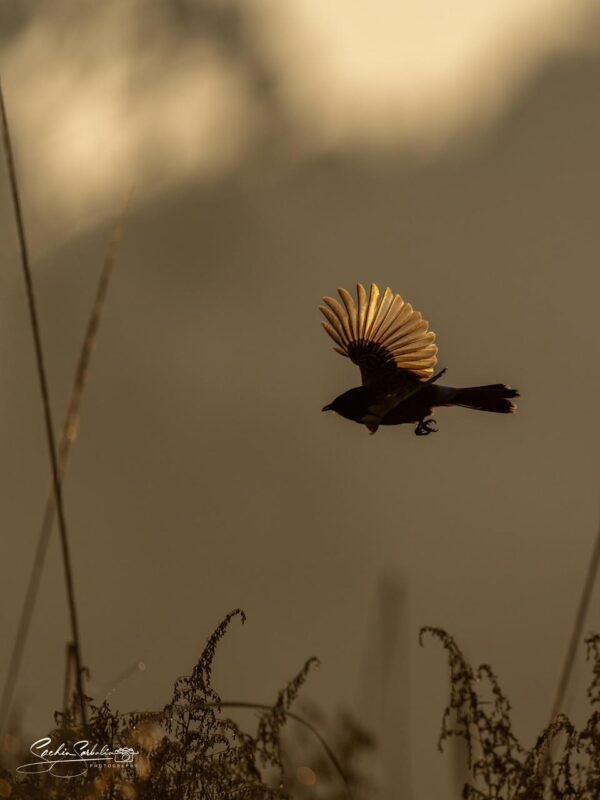 Pangot & Sattal Birding Safari
