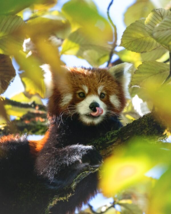 Singhalila Red Panda Safari