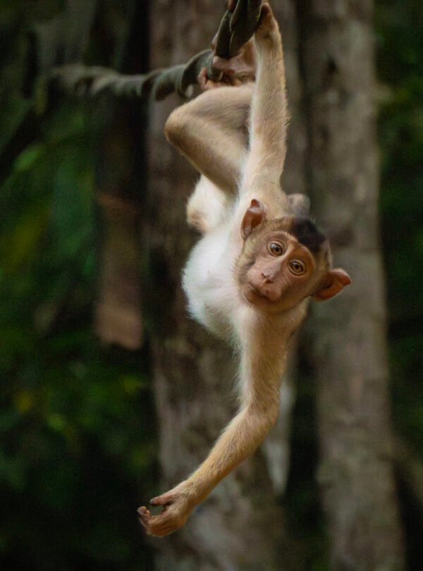Borneo Wildlife Safari