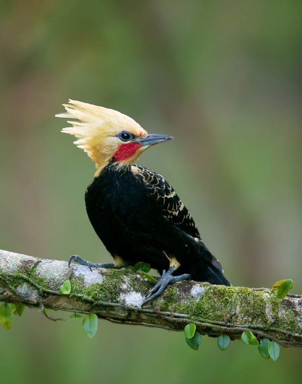 Pantanal & The Atlantic Forest Wildlife Safari