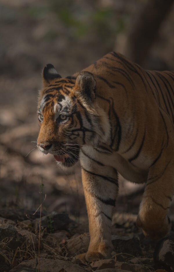 Dudhwa Tiger Reserve Safari