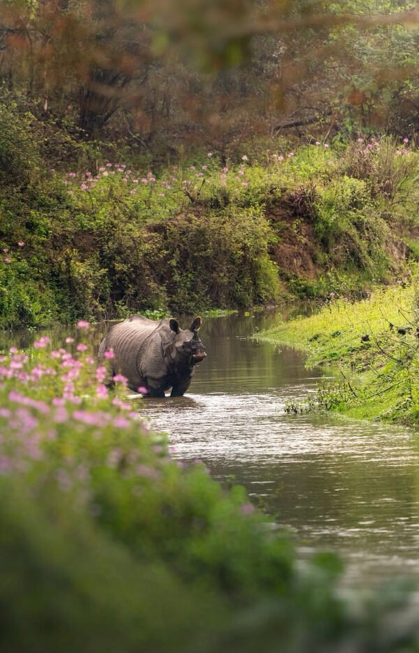 Kaziranga
