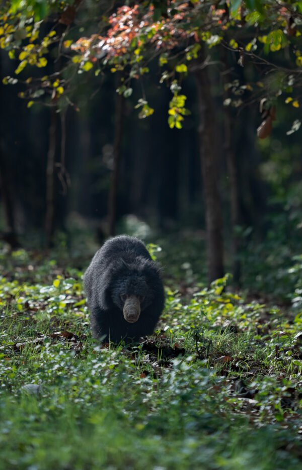 Pilibhit Tiger Reserve Safari