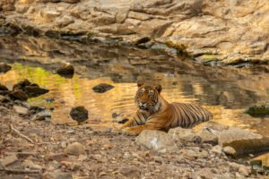 A resting Bengal tiger beside a forest track, captured during the best time for tiger safari in India