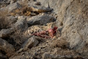 Snow leopard resting among rocks during a snow leopard Ladakh expedition